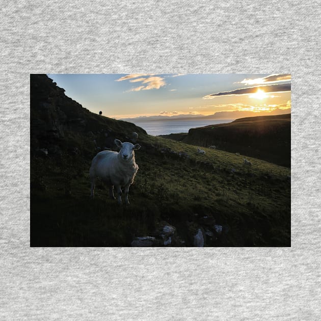 Early morning sheep on Skye - Isle of Skye, Scotland by richflintphoto